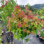  Ambrovník styraxový (Liquidambar styraciflua) ´GUMBALL´ - výška 140-160 cm, obvod kmeňa: 8/10 cm, kont. C18L - NA KMIENKU 
